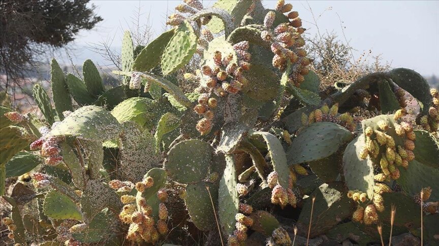 "الصبر" الفلسطيني يُصاب في مقتل (تقرير)