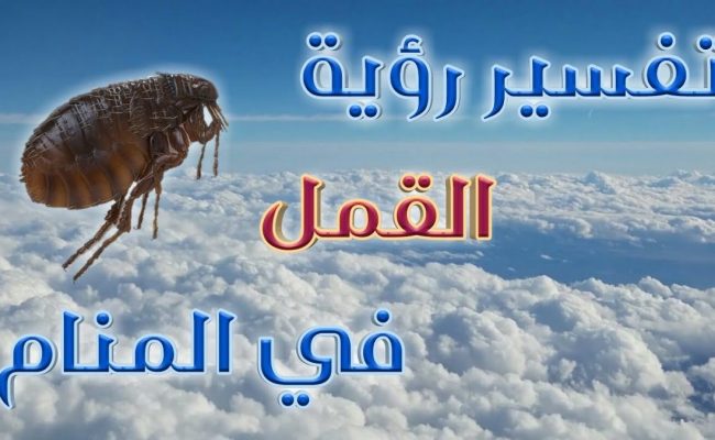 تفسير حلم القمل الأسود في المنام