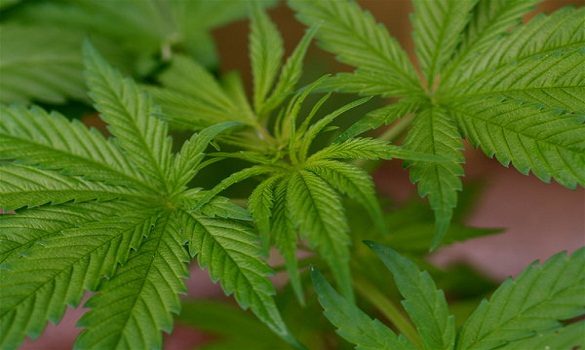 د. محمد بولوز: تقنين زراعة القنب الهندي «إحياء لمنهج المحتل مع هذه الآفة»