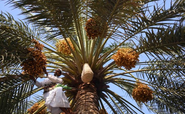 هل الرطب يزيد الوزن