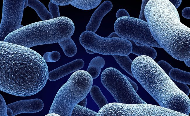 اسباب بكتيريا الدم