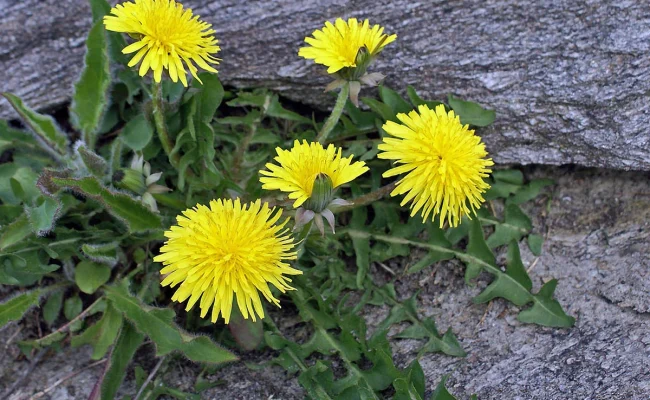 الهندباء في السعودية