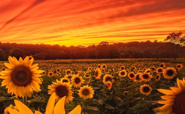 فوائد بذور عباد الشمس