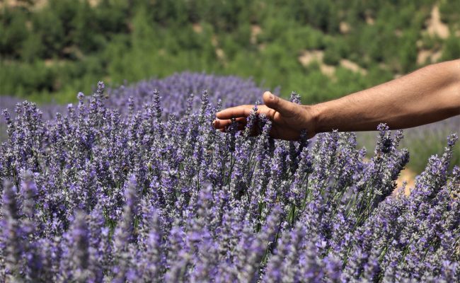 تجربتي مع الخزامى للمنطقة الحساسة