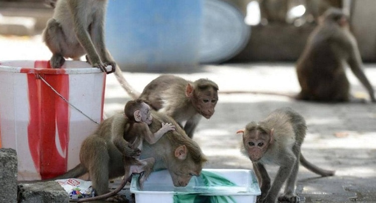 d982d8b1d8afd8a9-1 قرد قرود