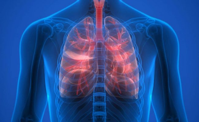 كم عدد أضلاع الإنسان