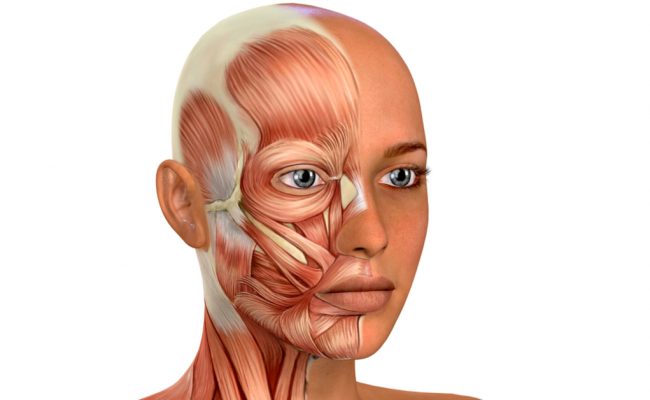 كم عدد عضلات الوجه عند الغضب