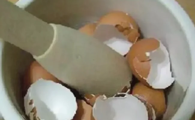 كيف استخدم قشر البيض للعظام