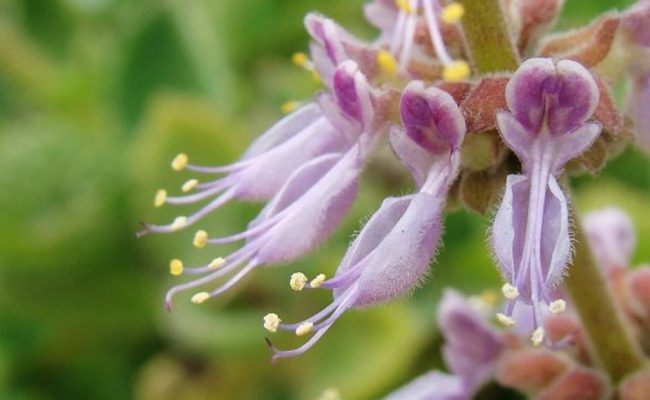 ما هو الباتشولي