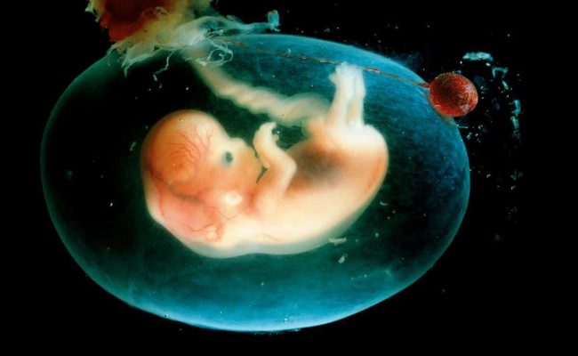 متى يصل الطعام للجنين