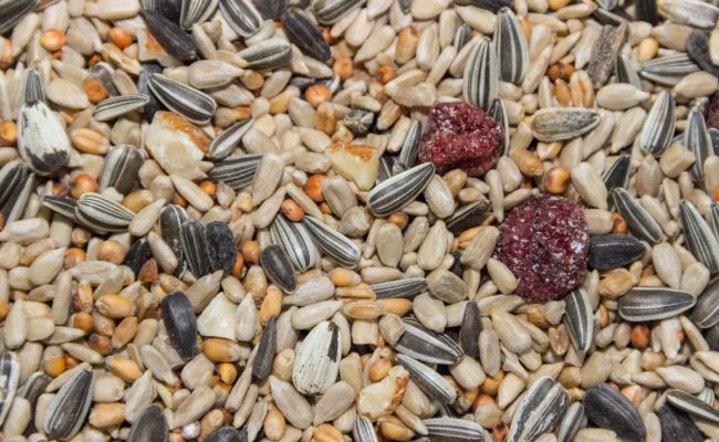 هل اللب والسوداني يزيد الوزن