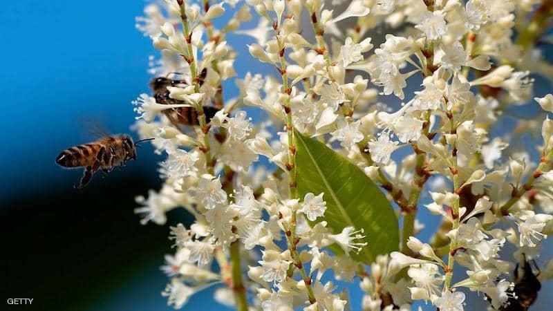 رغم معاناة إيطاليا.. كورونا قدم خدمة فريدة