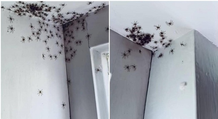 d8b9d986d8a7d983d8a8-d8a3d8b3d8aad8b1d8a7d984d98ad8a7-1