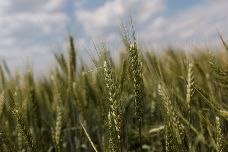 A field of winter wheat is pictured outside Bashtanka