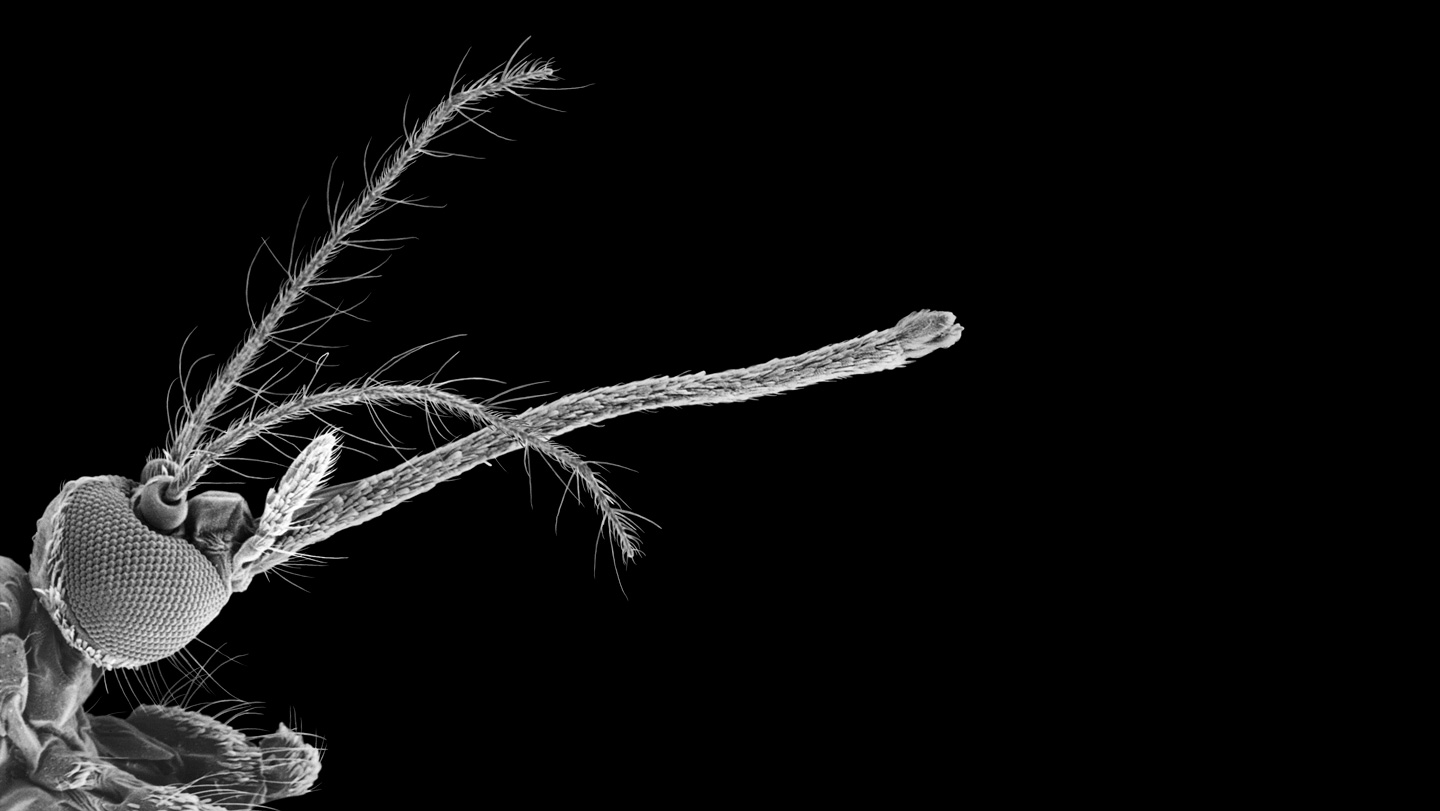 خرطوم البعوضة: من أداة لامتصاص الدم إلى طابعة ثلاثية الأبعاد